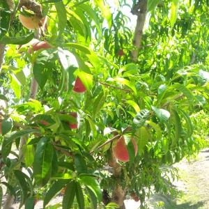 Peaches from dinuba-food for thought