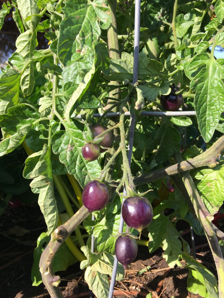 Purple tomatoes at Chula Vista High School garden