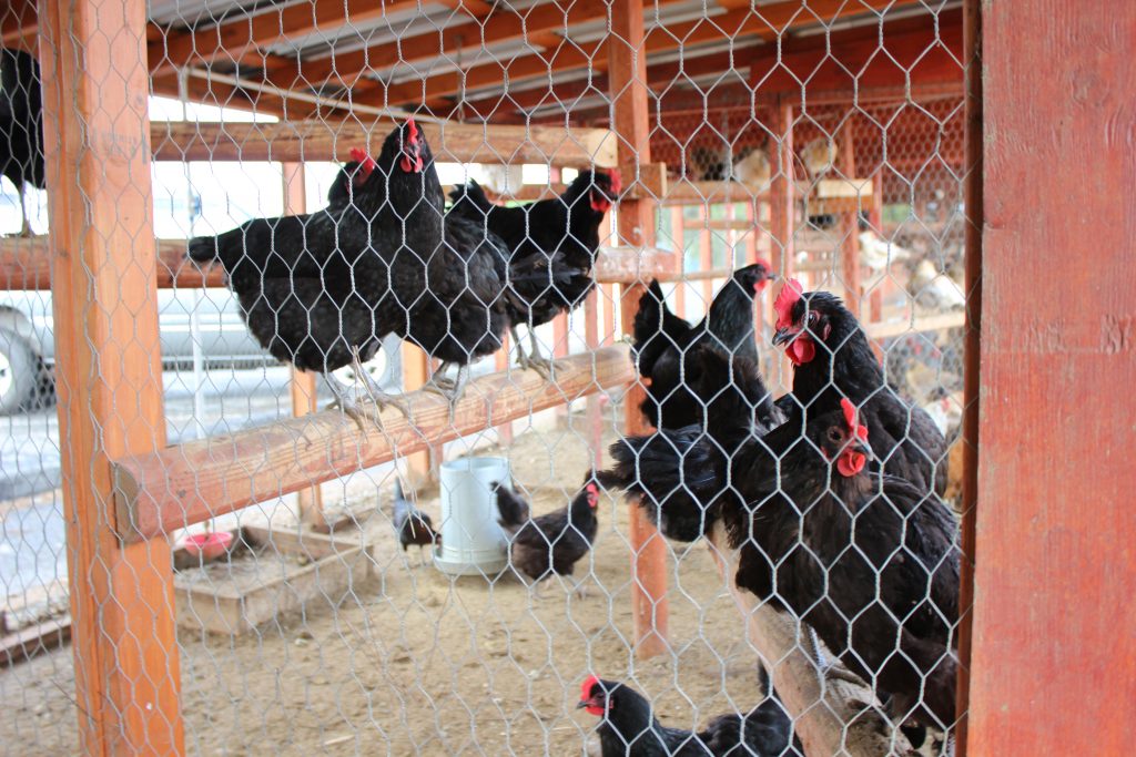 Sweetwater High School chickens